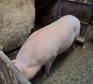 Vind porci rel la tel - imagine 4