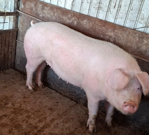 Vind porci rel la tel - imagine 2