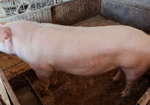 Vind porci rel la tel