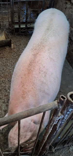 Vind porci rel la tel - imagine 3