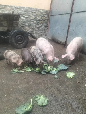 Vând purcei și grăsuni 