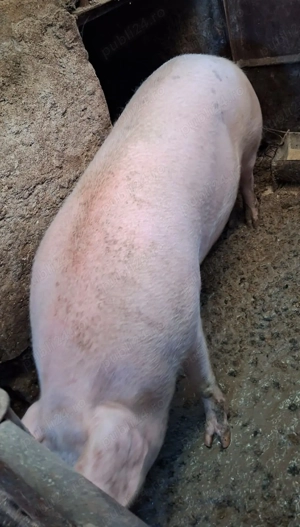 Vind porci rel la tel - imagine 5