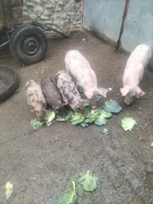 Vând purcei și grăsuni  - imagine 3