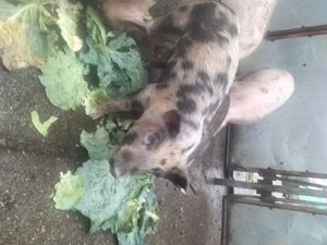 Vând purcei și grăsuni  - imagine 4