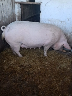 De vânzare purcea   270 kg - imagine 3