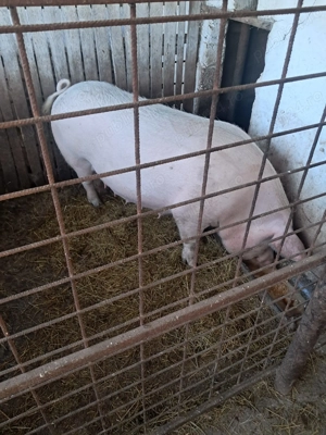 De vânzare purcea   270 kg - imagine 2