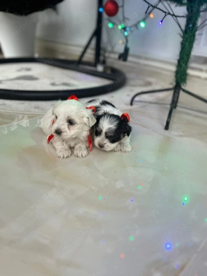 Puiuți Bichon  - imagine 3