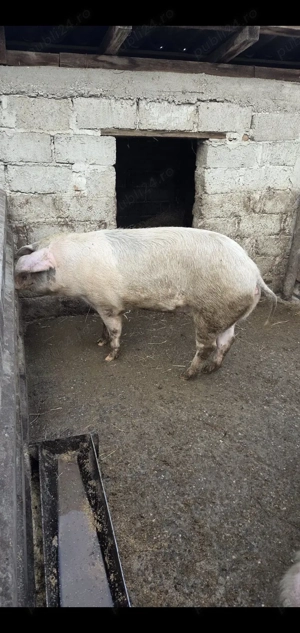 De vânzare purcea   150 kg - imagine 2