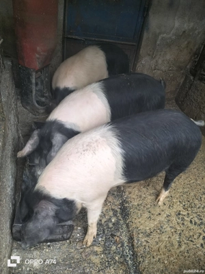 Scroafe BAZNA, excelente pentru perpetuarea speciei!!!