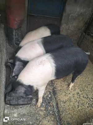 Scroafe BAZNA, excelente pentru perpetuarea speciei!!! - imagine 2