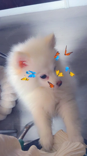 Pomeranian de vanzare  - imagine 2