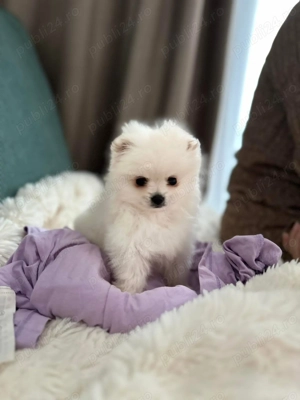 Pomeranian de vanzare 