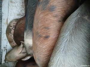 Porci de casa 150-210kg  11 roni kg