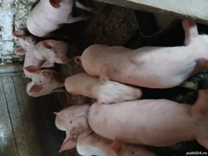 De vânzare  - imagine 2