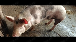 Vând porc de carne - imagine 3