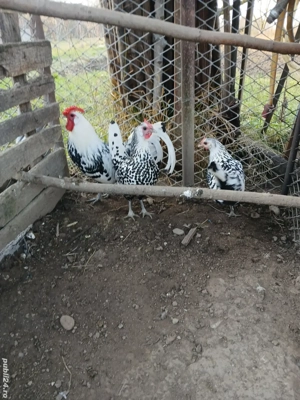 gaini hamburg  - imagine 4