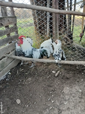 gaini hamburg  - imagine 2