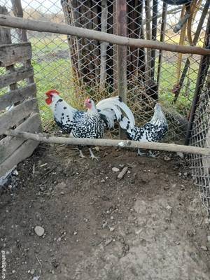 gaini hamburg  - imagine 5