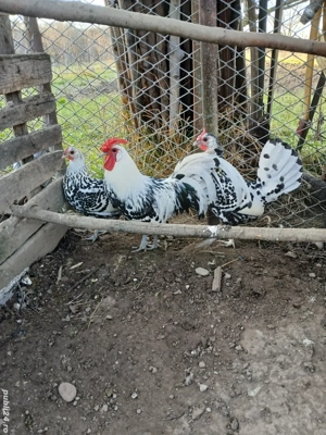 gaini hamburg  - imagine 3