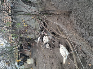 Păsări de curte crescute natural - imagine 2