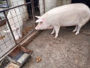 Vând porc de țară preț negociabil  - imagine 5