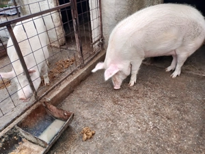 Vând porc de țară preț negociabil  - imagine 4