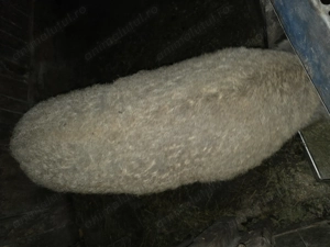 Mangalita scroafa - imagine 2