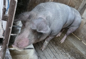 Pietrain si Mangalita