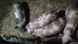 se dau ce se vedea  - imagine 3