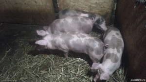 se dau ce se vedea  - imagine 2