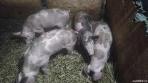 se dau ce se vedea  - imagine 4