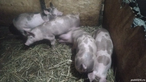 se dau ce se vedea  - imagine 5