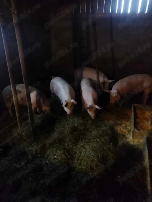 Disponibil porcii crescuti in gospodărie proprie - imagine 2