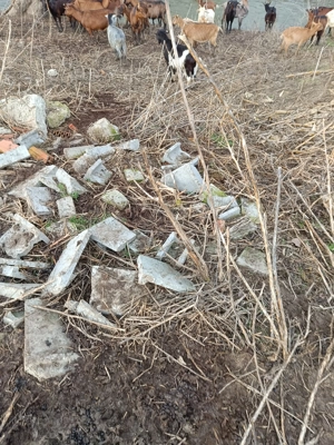 vand capre  - imagine 2