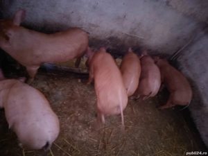 purcei disponibili - imagine 3