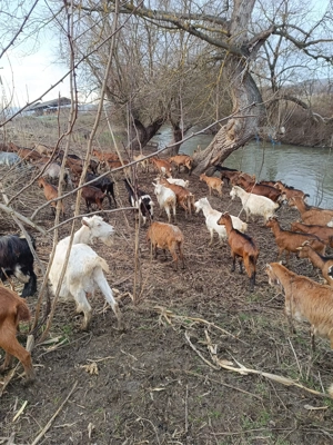 vand capre  - imagine 3