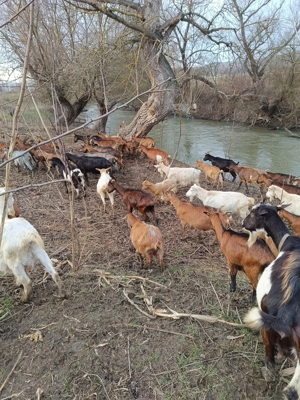 vand capre  - imagine 4