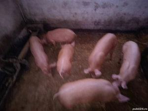 purcei disponibili - imagine 2