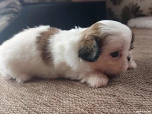 3  baieti si 1 fetiță - imagine 3