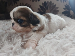 3  baieti si 1 fetiță