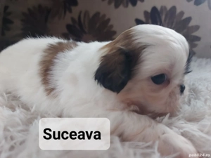 3  baieti si 1 fetiță - imagine 2