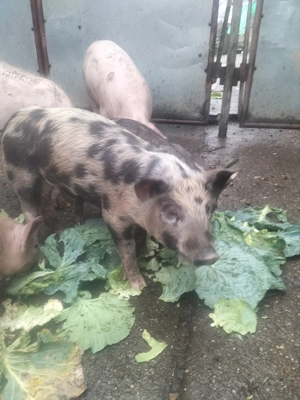 Vând purcei și grăsuni  - imagine 3