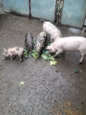 Vând purcei și grăsuni  - imagine 4