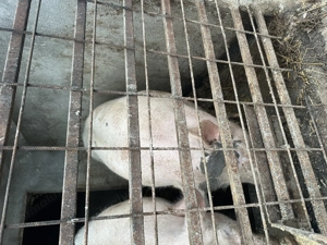 Porc de vânzare 170kg - imagine 2