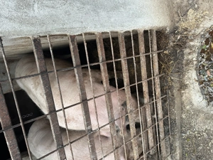 Porc de vânzare 170kg - imagine 3