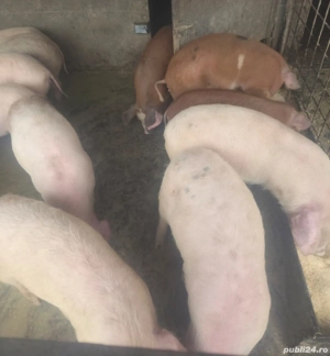 Schimbare de locatie. - imagine 2