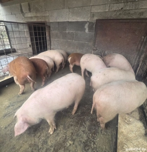 Schimbare de locatie. - imagine 3