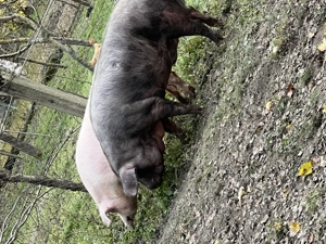 Vand porci bio - imagine 3