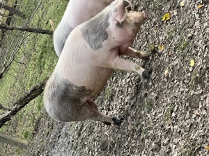 Vand porci bio - imagine 2