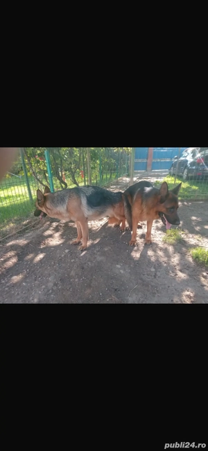 pui Ciobanesc german - imagine 3